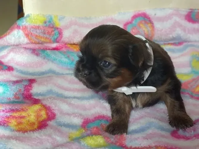 Filhotes de Shih Tzu | Carinho em cada brincadeira.
