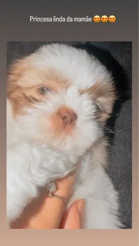 Filhotes de shih tzu micro fêmeas