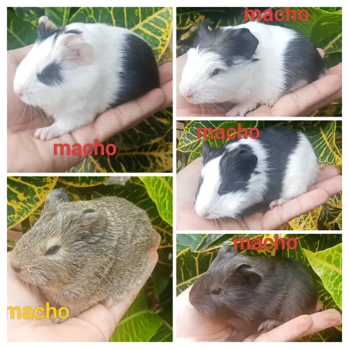 Porquinho da índia macho