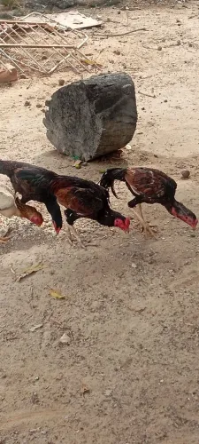 Vendo galo e galinha índia 