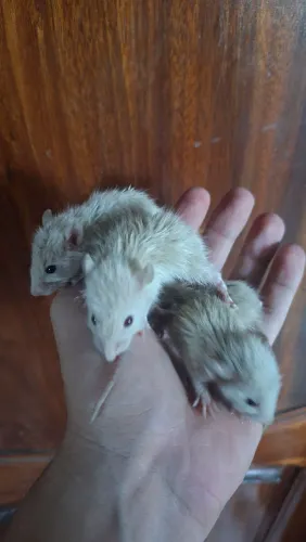 Rato twister 