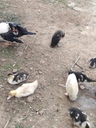  Vende se patinhos 