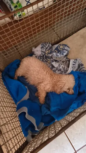 Bom dia alguém tem um poodle machinho preto pra cruza com a minha fêmea 