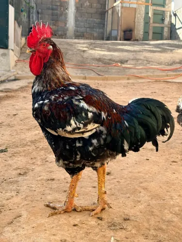 Vendo frango GSB (galinha sertaneja balão)