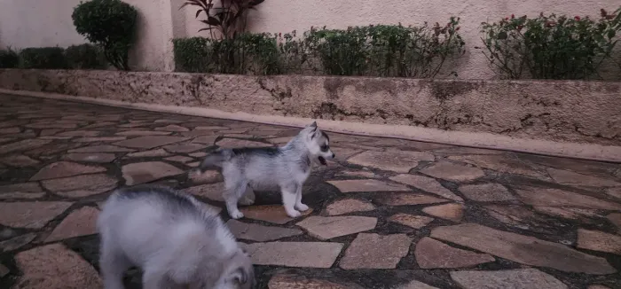 Filhotes Husky Siberiano