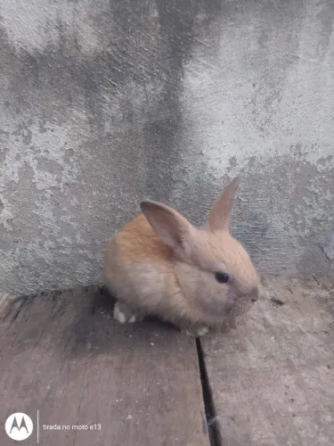 Coelhos 