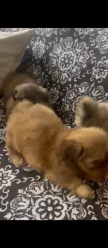 Shih-tzu filhotes