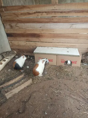 Porquinhos da índia e codornas