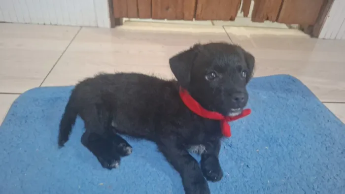 Estou doando essa cachorrinha. 