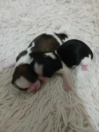 Mini shihtzu femea 1200 último valor 