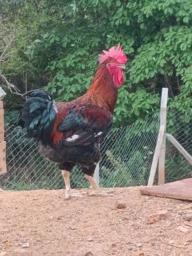 Galinha Sertaneja Balão ÓTIMA GENÉTICA