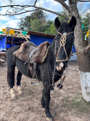 cavalo crioulo 