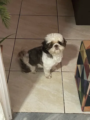 Vendo shih tzu