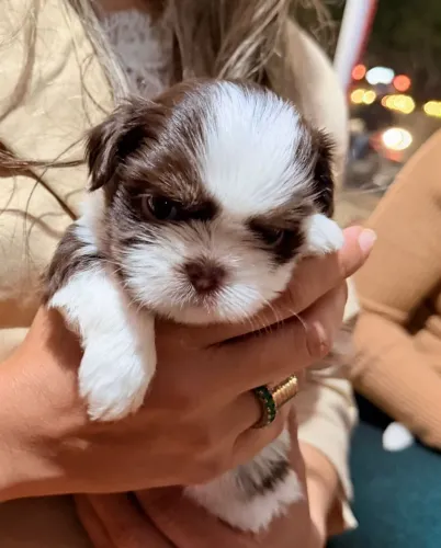 Shih Tzu