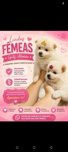 Lindas Spitz alemão fêmea branca