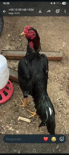 Vende se galo indio