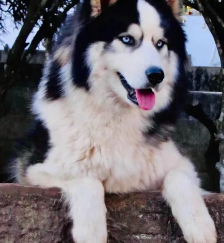 Husky Siberiano