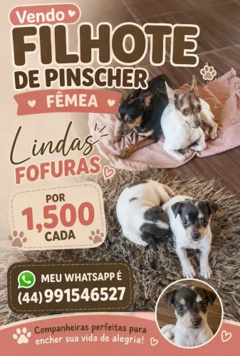Fêmea filhote de Pincher