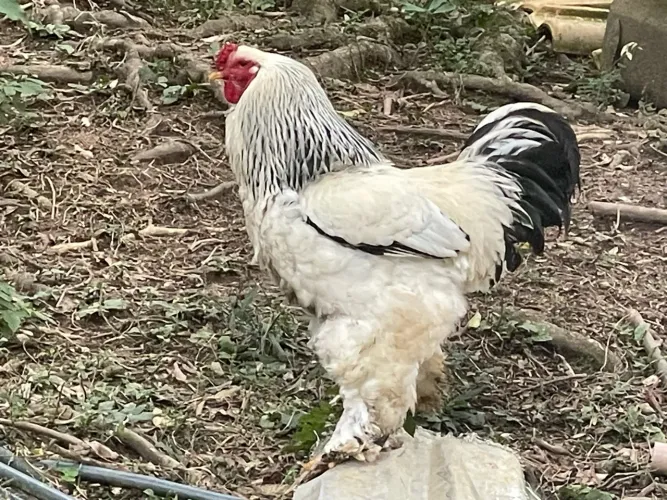 Vendo, ganso perus , galo , pavoa