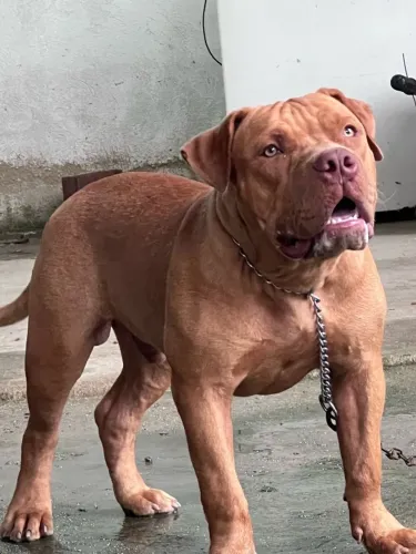 Cachorro