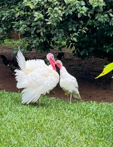 Perus Branco começando a botar