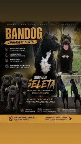 Filhotes de Bandog