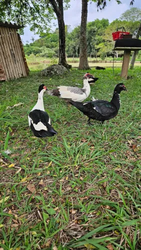 Pato 