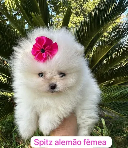 Spitz alemão fêmea