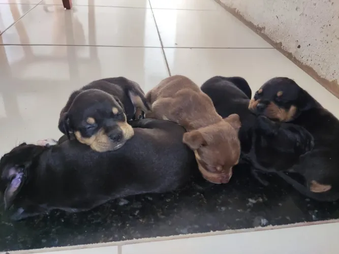 Filhotes de American Bully com Pedigree