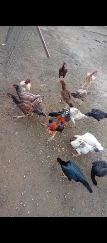 Galinhas e galos