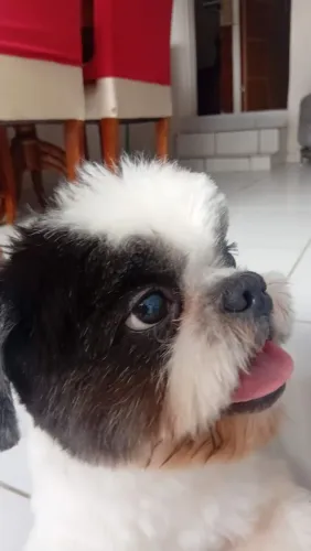 Doasse esse lindo cachorro