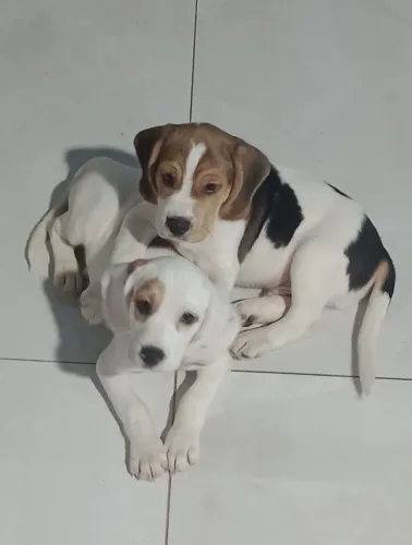 Filhotes de beagle 