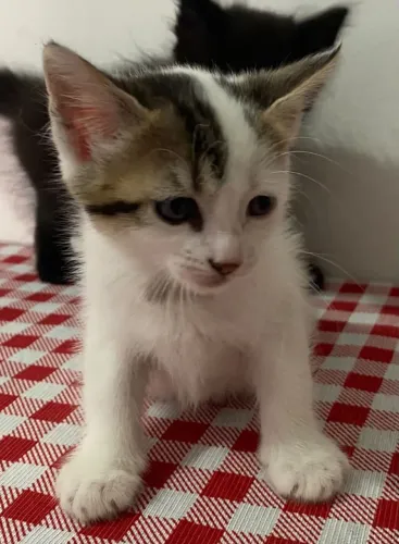 Doa-se lindos gatinhos