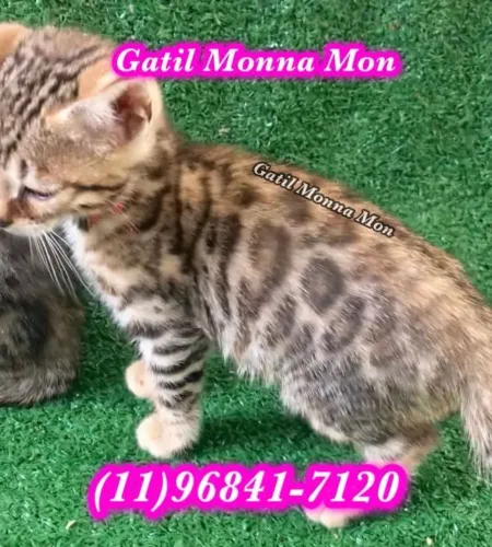Bengal direto do Gatil, adquira sem medo 