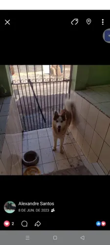 Vendo