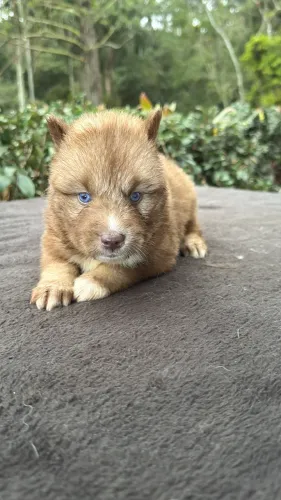 Husky Wolly