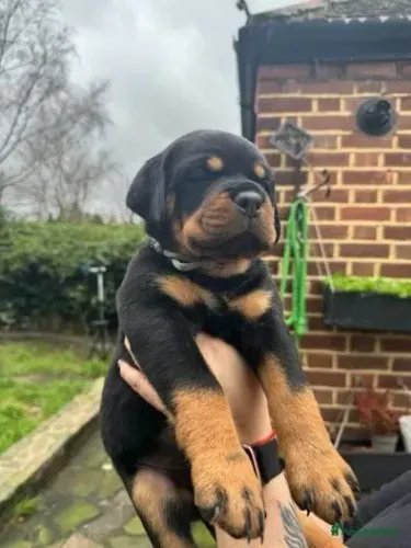 Filhotinhos rottweiler de pelagem densa super saudáveis e brincalhões