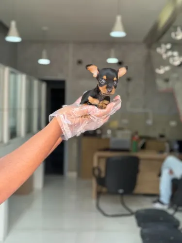 Pinscher miniatura- Macho lindo e saudável com pedigree- Leia a descrição do anúncio