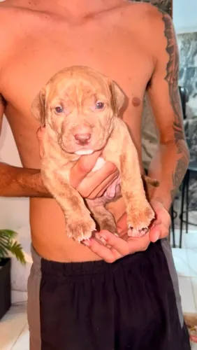 Filhotes de pitbull