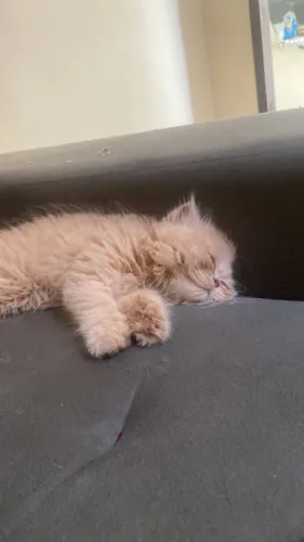 Gato Persa