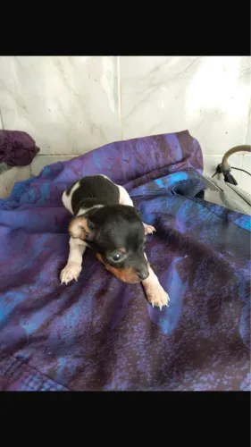Vendo Pinscher tamnho 1