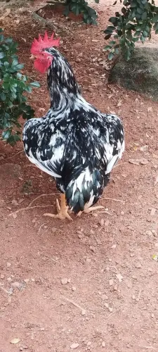 Vende -se lote galinha GSB