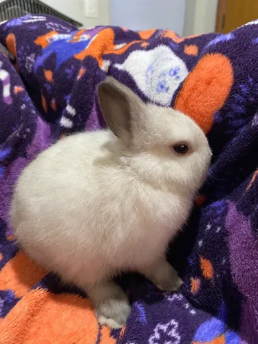 Coelho anão netherland dwarf