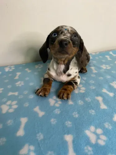 Filhote Dachshund Salsicha 
