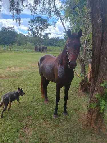 LINDO CAVALO NOVO