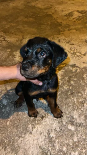 Rottweile 100% , 2 meses macho 