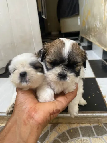 Filhote de shih tzu macho