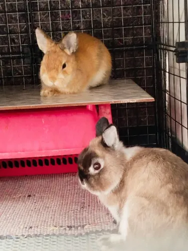 Casal de Mini coelho Netherland Dwarf