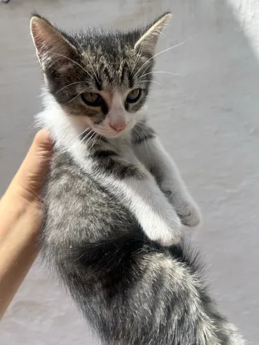 Gatinhos para Adoção Responsável 