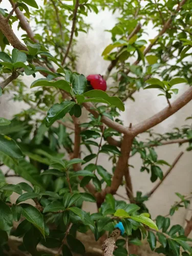 Mudas de Frutas
